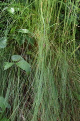 Festuca heterophylla