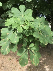 Aesculus hippocastanum
