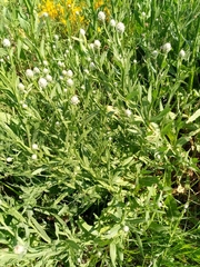 Centaurea chartolepis
