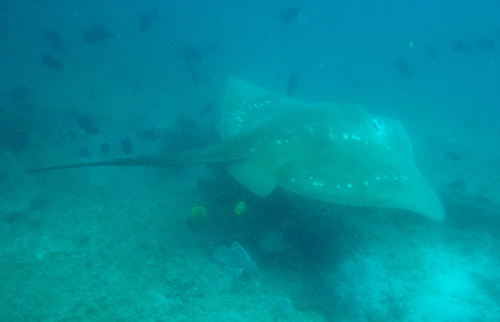 Smalleye stingray