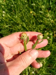 Centaurea chartolepis