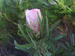 Protea compacta × longifolia