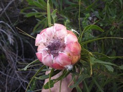 Protea compacta × longifolia