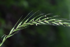 Elymus caninus