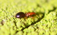 Loricula elegantula