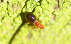 Loricula elegantula
