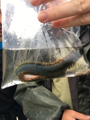 Alitta virens