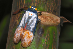 Penthicodes farinosus