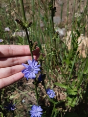 Cichorium intybus