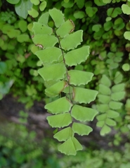 Adiantum cunninghamii