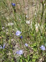 Cichorium intybus