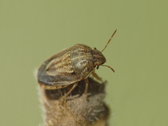 Neottiglossa bifida