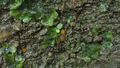 Ramsbottomia asperior