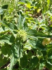 Urtica dioica