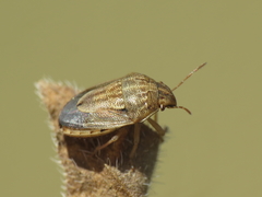 Neottiglossa bifida