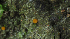 Ramsbottomia asperior