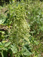 Urtica dioica