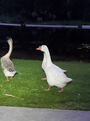 Anser cygnoides domesticus