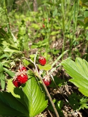 Fragaria vesca