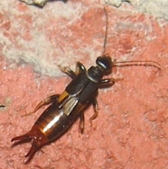 Marava arachidis