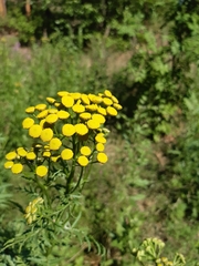 Tanacetum vulgare