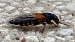 Staphylinina