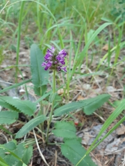 Betonica officinalis