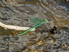 Calopteryx angustipennis