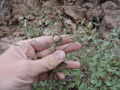 Brickellia coulteri