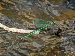 Calopteryx angustipennis