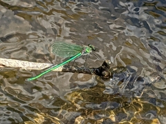 Calopteryx angustipennis