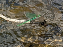 Calopteryx angustipennis