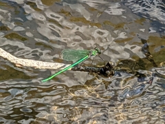 Calopteryx angustipennis