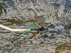 Calopteryx angustipennis