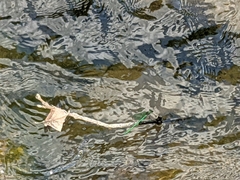 Calopteryx angustipennis