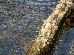 Calopteryx angustipennis