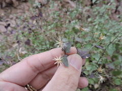 Brickellia coulteri