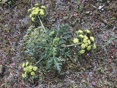 Lomatium caruifolium