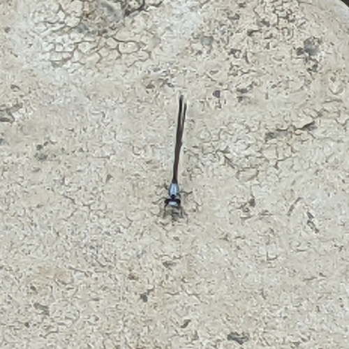 Powdered Dancer photographed in West Virginia
