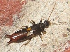 Marava arachidis