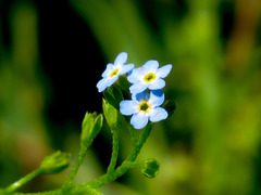 Myosotis laxa