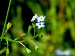 Myosotis laxa