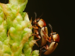 Cryptocephalus fulvus