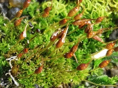 Weissia