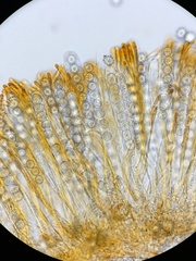 Ramsbottomia asperior