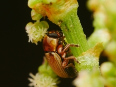 Cryptocephalus fulvus