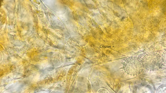 Ramsbottomia asperior