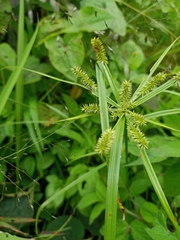 Cyperus cyperoides