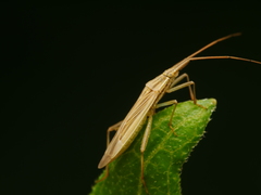 Stenodema calcarata