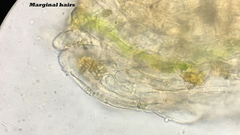 Ramsbottomia asperior